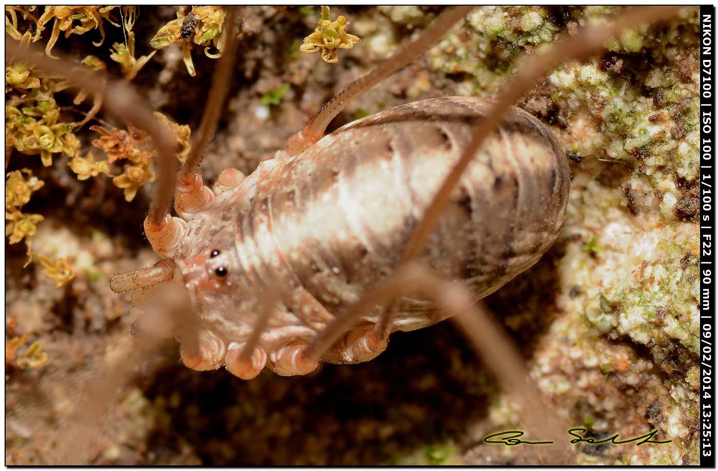 Opilio canestrinii (albino)